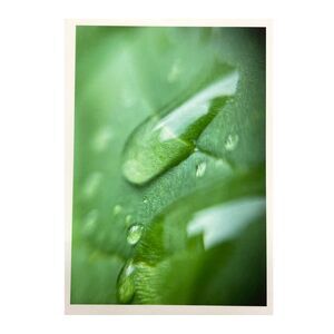 Cottage Series #5 ACEO Macro Photo *Limited Edition* Nature Mini Art Card